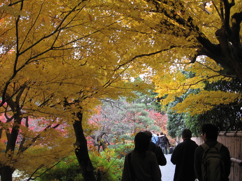 Kyōto in fall, all yellow